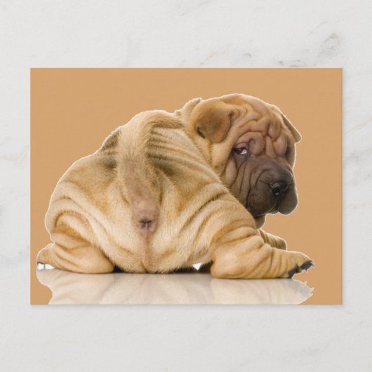 Chinese Shar-pei Puppy Dog Briefkaart (Voorkant)