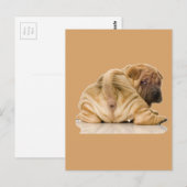 Chinese Shar-pei Puppy Dog Briefkaart (Voorkant / Achterkant)