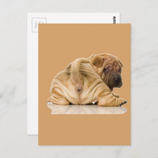 Chinese Shar-pei Puppy Dog Briefkaart (Voorkant / Achterkant)