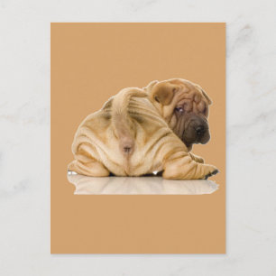 Chinese Shar-pei Puppy Dog Briefkaart