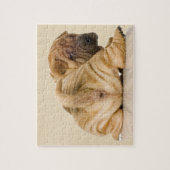 Chinese Shar-pei Puppy Dog Legpuzzel (Verticaal)