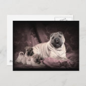  Chinese Shar Pei Wrinkles, puppy Dogs Briefkaart (Voorkant / Achterkant)