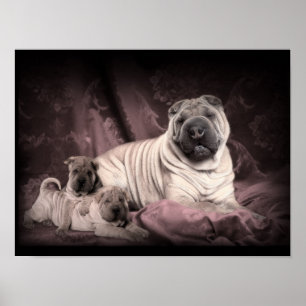 Chinese Shar Pei Wrinkles, puppy Dogs Poster