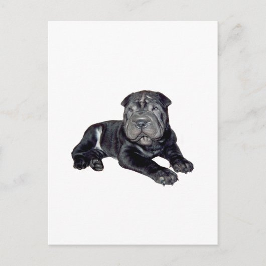 Chinese Shar Pei - zwarte puppy Briefkaart (Voorkant)