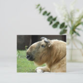 chinese-takin-4 briefkaart (Staand voorkant)