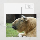 chinese-takin-4 briefkaart (Voorkant / Achterkant)