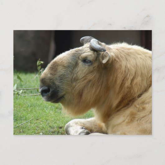 chinese-takin-4 briefkaart (Voorkant)