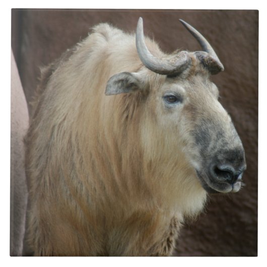 chinese-takin-5 tegeltje (Voorkant)