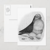 Chinese Uil Duif Inkt Tekening Briefkaart (Voorkant / Achterkant)