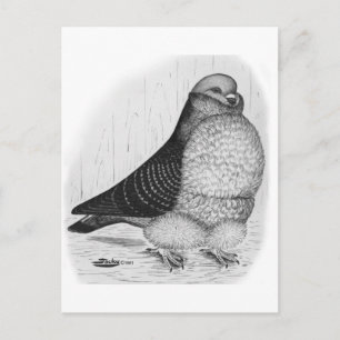 Chinese Uil Duif Inkt Tekening Briefkaart