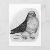 Chinese Uil Duif Inkt Tekening Briefkaart (Voorkant)