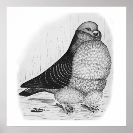 Chinese Uil Duif Inkt Tekening Poster (Voorkant)