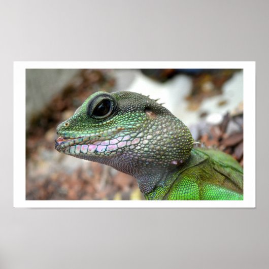 Chinese water dragon poster (Voorkant)