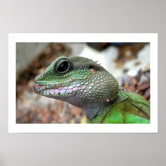 Chinese water dragon poster (Voorkant)
