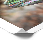 Chinese water dragon poster (Hoek)