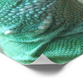 Chinese Water Dragon Poster (Hoek)