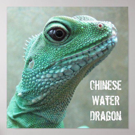 Chinese Water Dragon Poster (Voorkant)