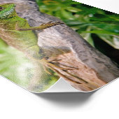 Chinese waterdraak afdrukken foto afdruk (Hoek)