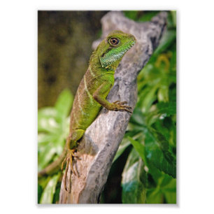 Chinese waterdraak afdrukken foto afdruk