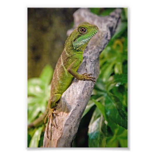 Chinese waterdraak afdrukken foto afdruk (Voorkant)