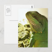 Chinese waterdraak briefkaart (Voorkant / Achterkant)