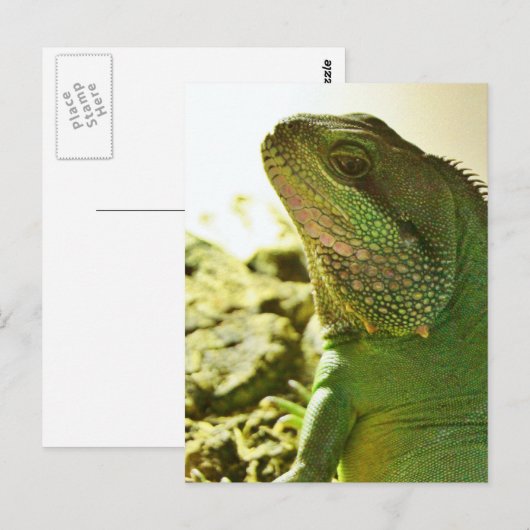 Chinese waterdraak briefkaart (Voorkant / Achterkant)