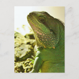 Chinese waterdraak briefkaart