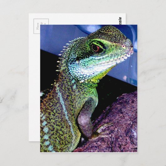 Chinese waterdraak briefkaart (Voorkant / Achterkant)