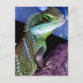 Chinese waterdraak briefkaart (Voorkant)