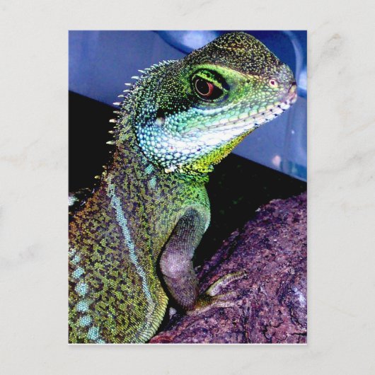 Chinese waterdraak briefkaart (Voorkant)