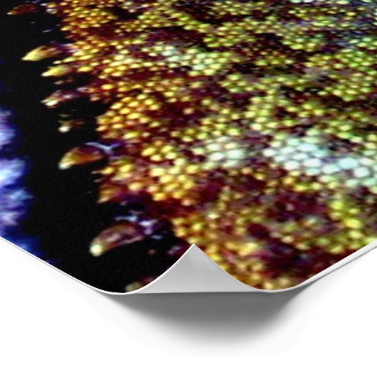 Chinese waterdraak poster (Hoek)