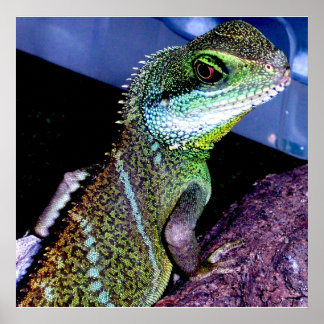 Chinese waterdraak poster