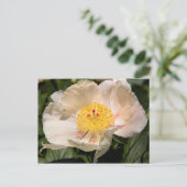 Chinese White Peony Briefkaart (Staand voorkant)