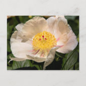 Chinese White Peony Briefkaart (Voorkant)