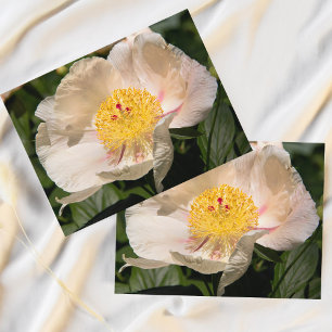 Chinese White Peony Briefkaart