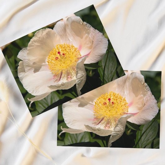 Chinese White Peony Briefkaart