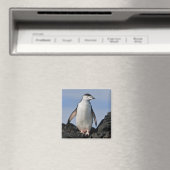 Chinnie Magneet (Insitu (Vaatwasser))
