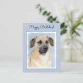 Chinook (Dropped Ears) schilderen - Oorspronkelijk Briefkaart (Staand voorkant)