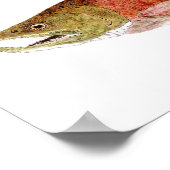 Chinook Salmon in Spawning Dress Poster (Hoek)