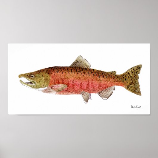 Chinook Salmon in Spawning Dress Poster (Voorkant)