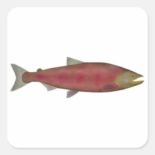 Chinook Salmon - zonnescherm Vierkante Sticker (Voorkant)