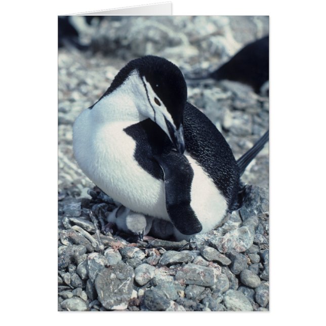 Chinstrap Penguin (Voorkant)