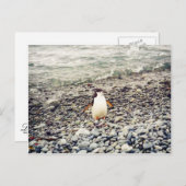 Chinstrap Penguin, briefkaart (Voorkant / Achterkant)
