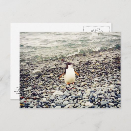 Chinstrap Penguin, briefkaart (Voorkant / Achterkant)