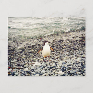 Chinstrap Penguin, briefkaart