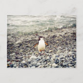 Chinstrap Penguin, briefkaart (Voorkant)