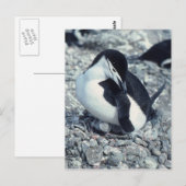 Chinstrap Penguin Briefkaart (Voorkant / Achterkant)