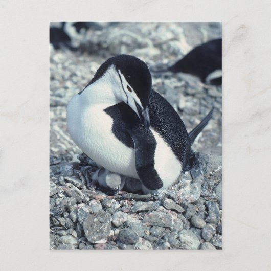 Chinstrap Penguin Briefkaart (Voorkant)