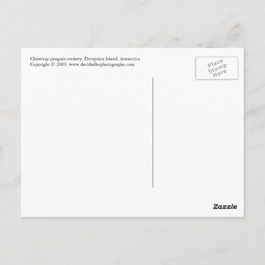 Chinstrap Penguin Briefkaart (Achterkant)