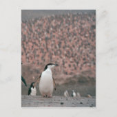 Chinstrap Penguin Briefkaart (Voorkant)